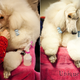 Image for article titled Elegant Updos and Classy Coats at the Westminster Dog Show